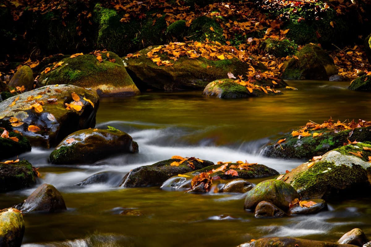 Tying the Foam Beetle: The Terrestrial That Makes Trout Lose Their Minds