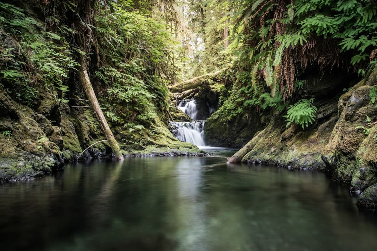 Fly Fishing the Olympic Peninsula: Wild Steelhead in the Rainforest, the Rivers That Define the Sport, and Why They Need Us Now