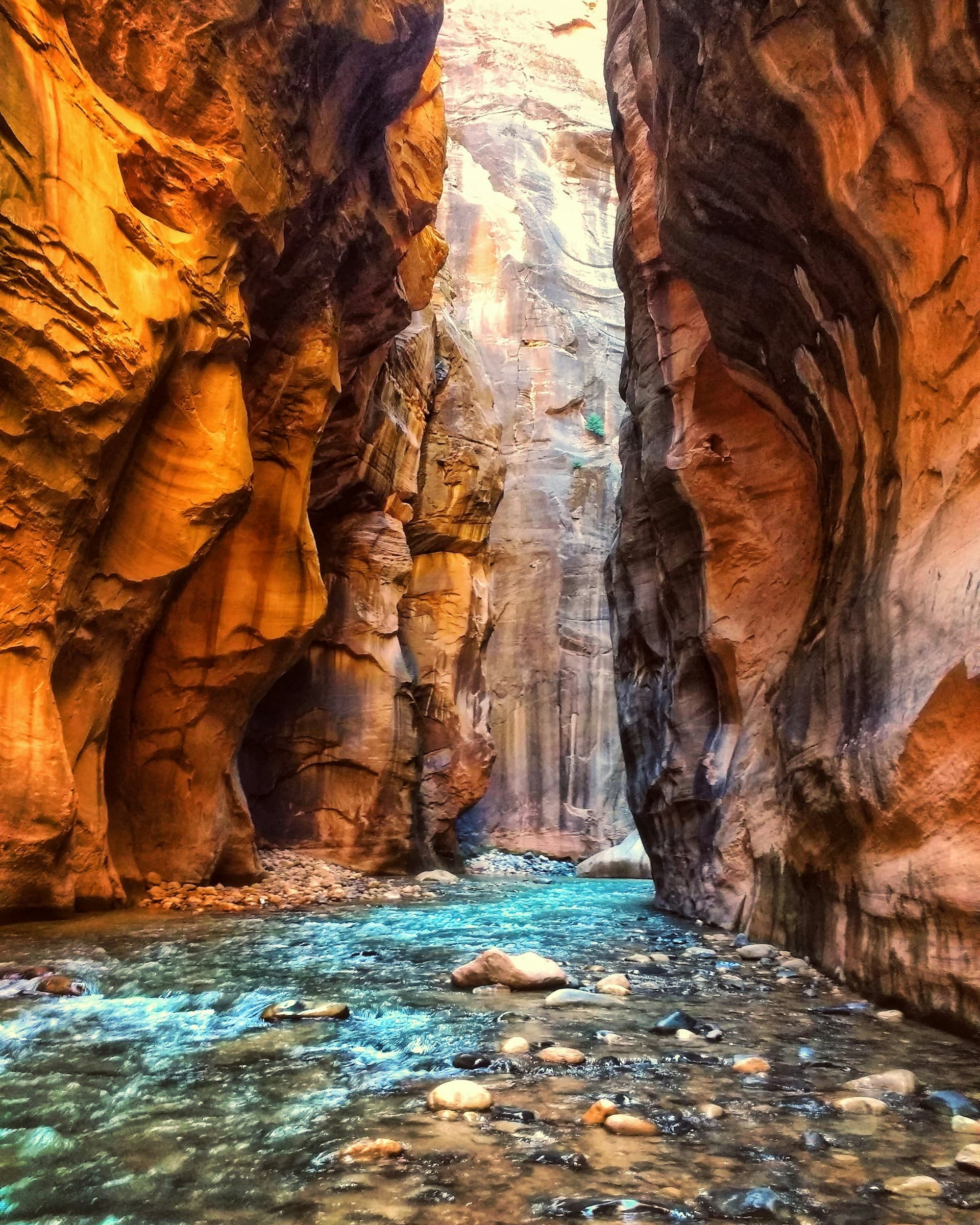 Fly Fishing Zion National Park: Wild Brown Trout, the Virgin River, and the Canyon You Didn't Come Here to Fish