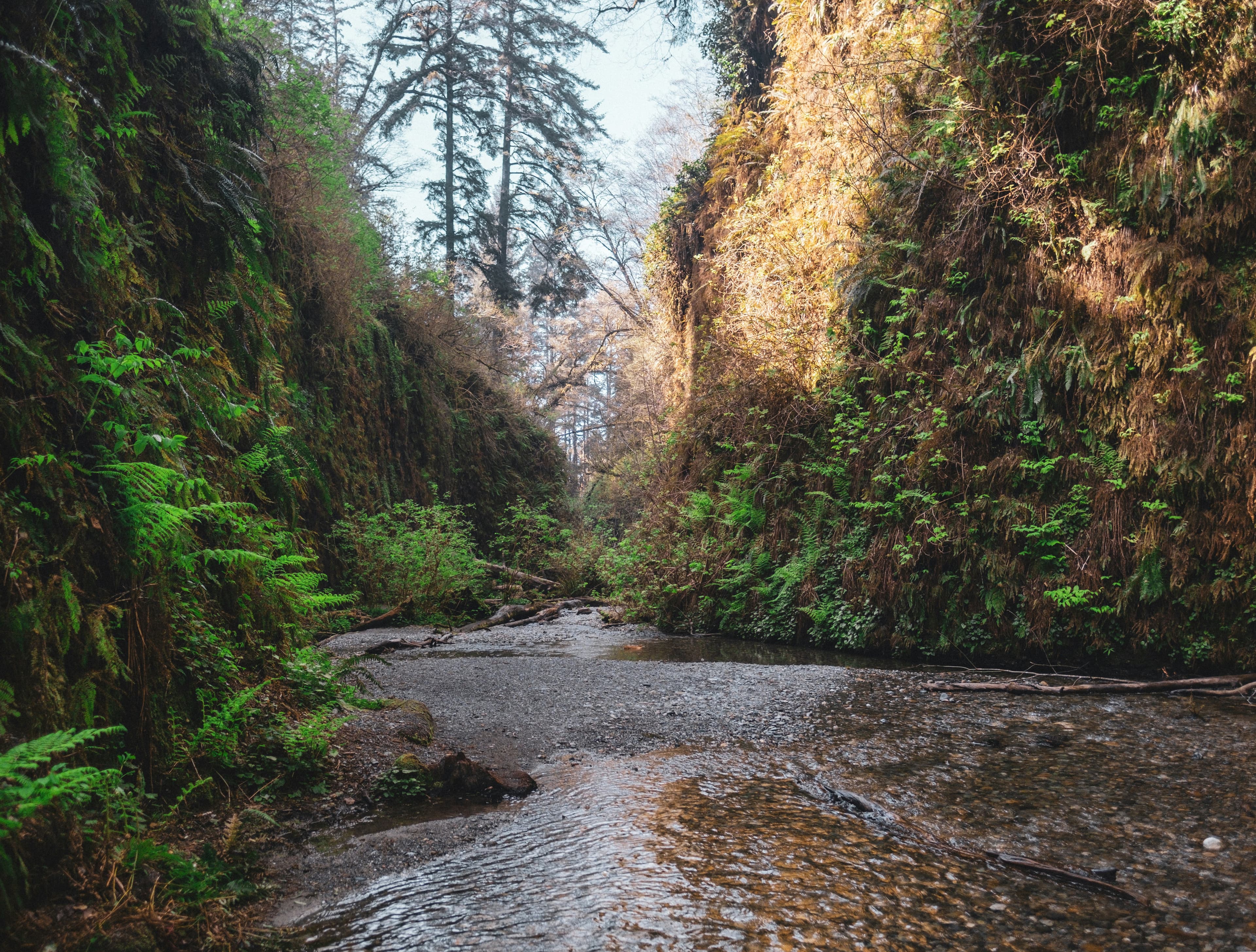 Fly Fishing Redwood National Park: Steelhead Under Cathedral Groves, the Smith River, and Why Intact Forests Make Wild Fish