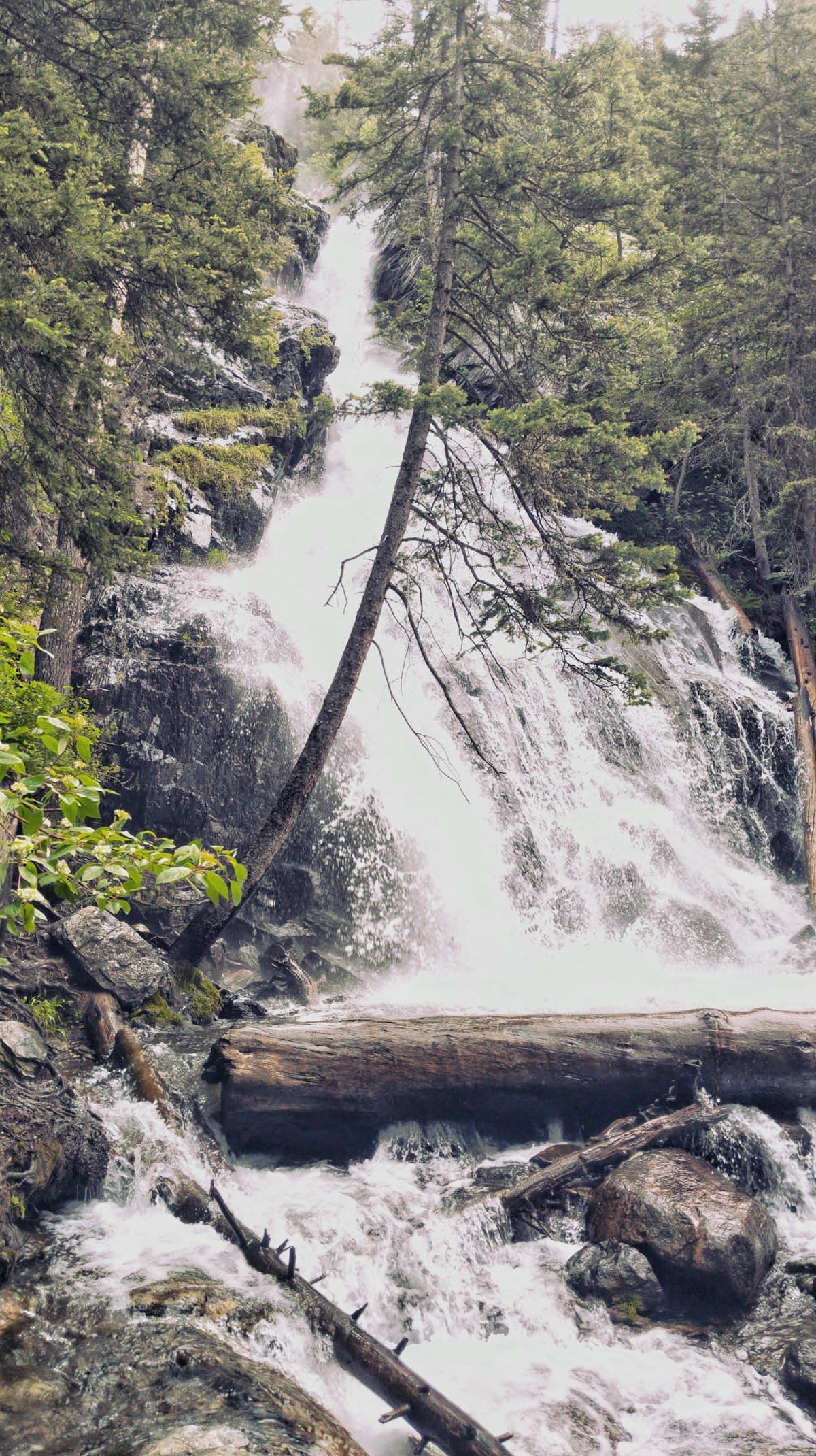 Fly Fishing Pennsylvania's Limestone Spring Creeks: Where American Fly Fishing Was Born