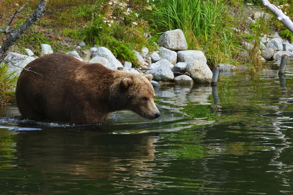 Fly Fishing Katmai National Park: 30-Inch Rainbow Trout, Million-Fish Salmon Runs, and Bears at Your Feet