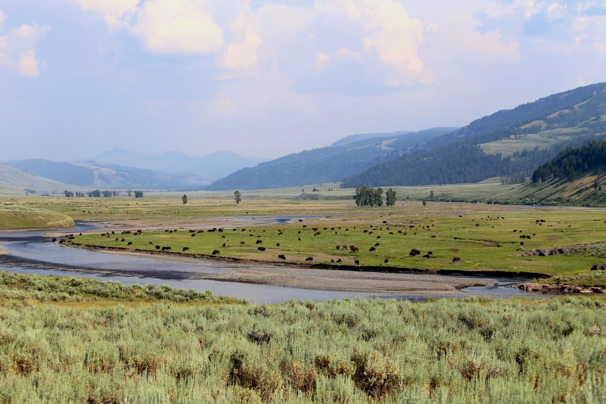 Fly Fishing the Madison River: The 50-Mile Riffle, the Salmonfly Hatch, and the River That Defined Western Fly Fishing