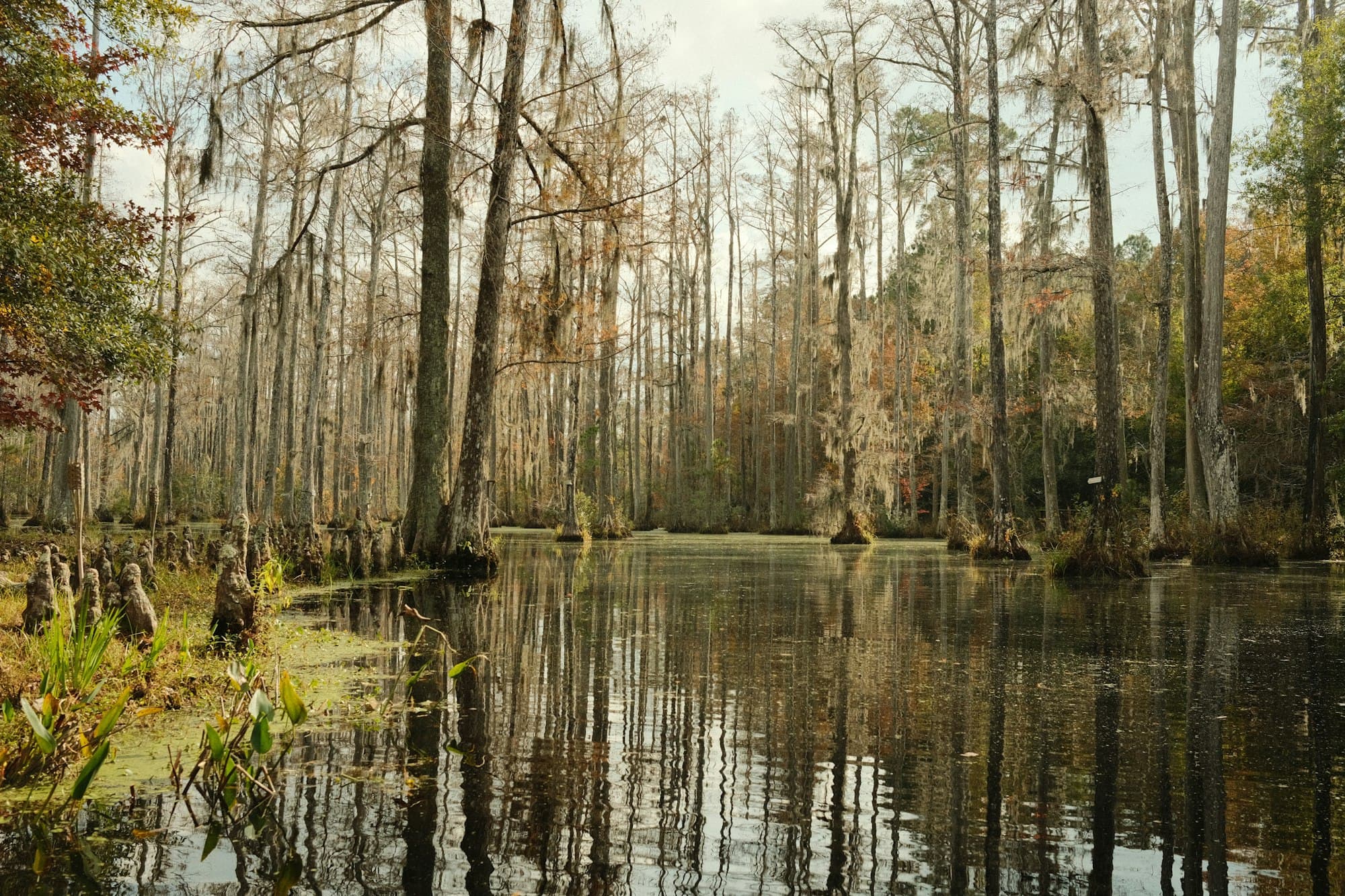 Fly Fishing Congaree National Park: Redbreast Sunfish, Bowfin, and Blackwater Bass in America's Tallest Bottomland Forest