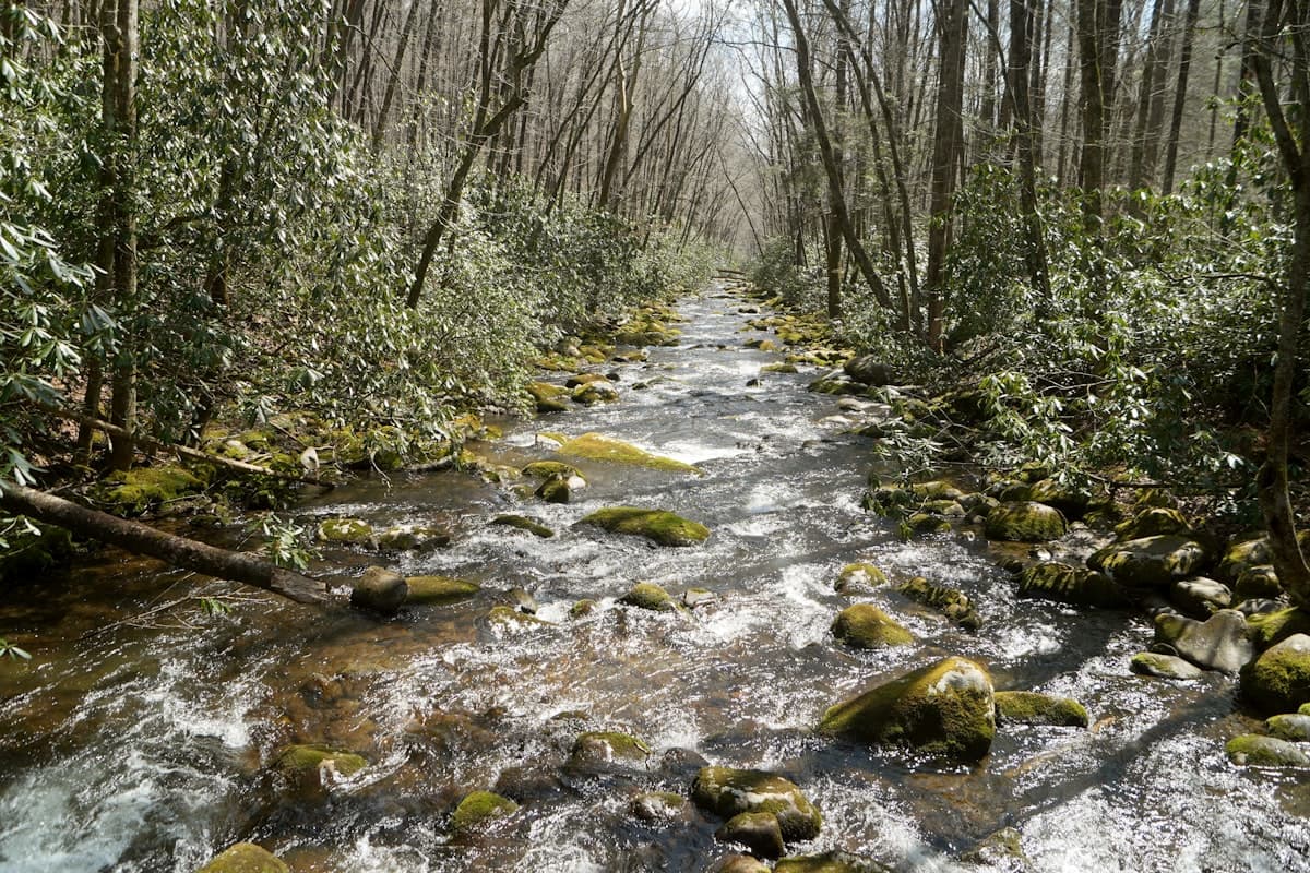 Fly Fishing the Great Smoky Mountains: Native Brook Trout, Old-Growth Streams, and the Oldest Mountains on Earth
