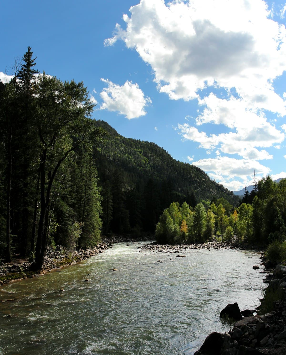How to Fish Durango, Colorado: A First-Timer's Guide to Animas River Trout