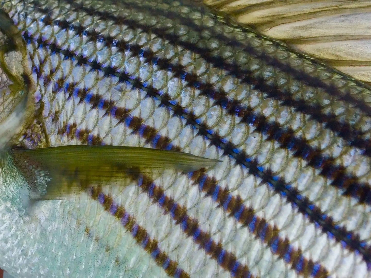 Fish With Weaver
