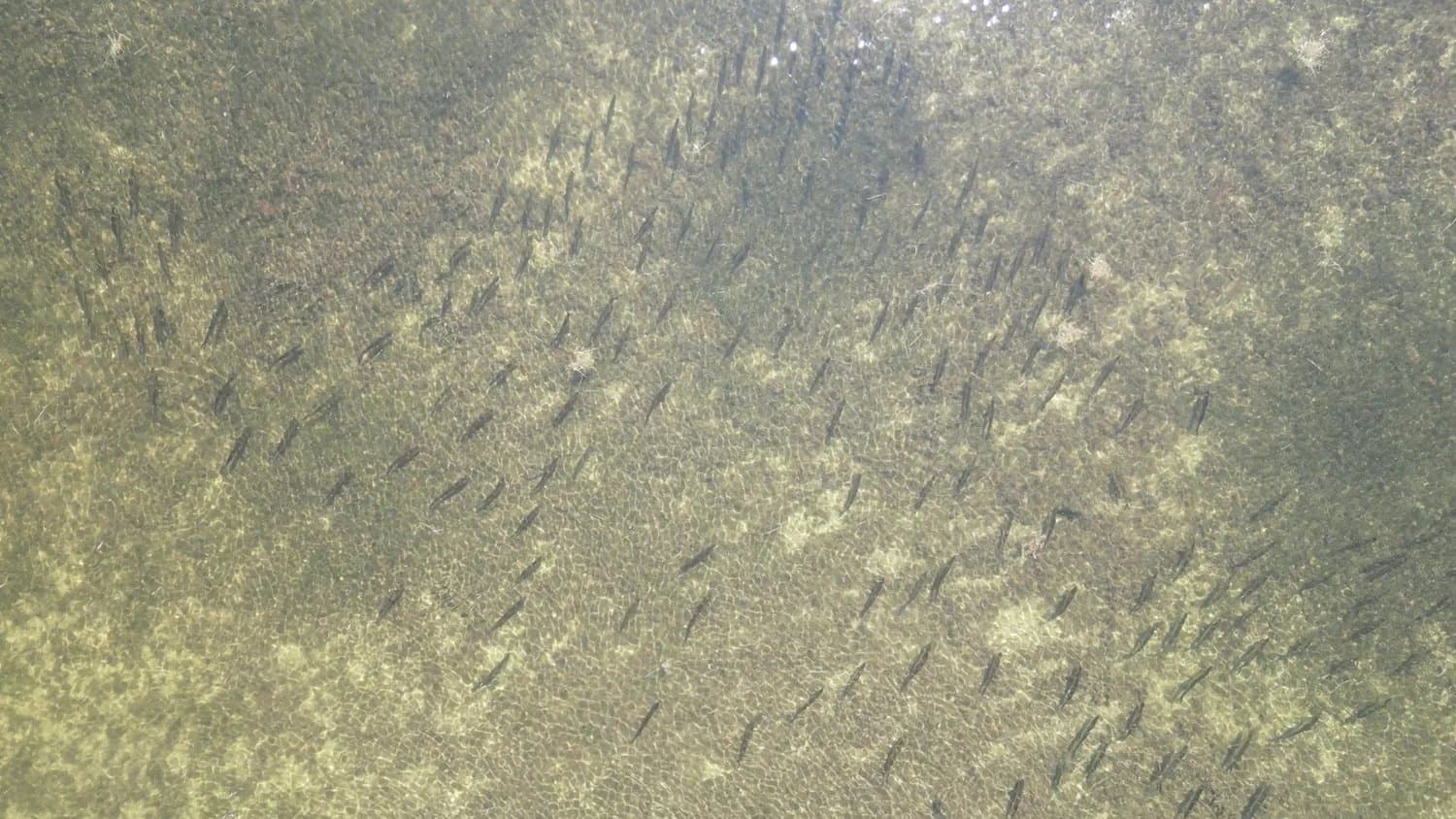 Fly Fish For Tarpon