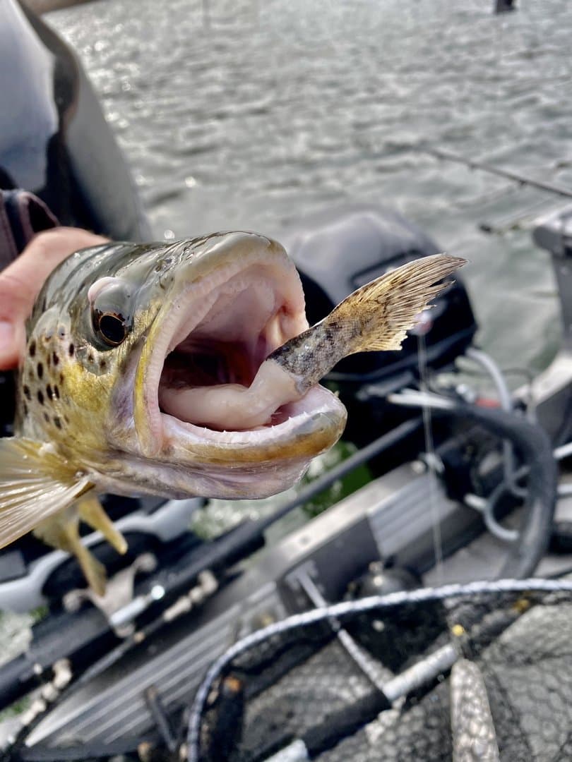Blue Mesa Fishing